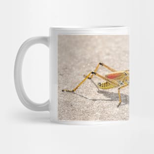 Romalea microptera, Florida lubber grasshopper Mug